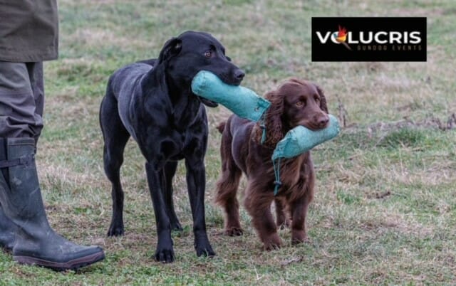 Dogs carrying stuff