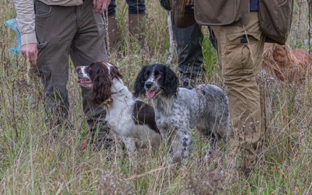 2 spaniels on a training day