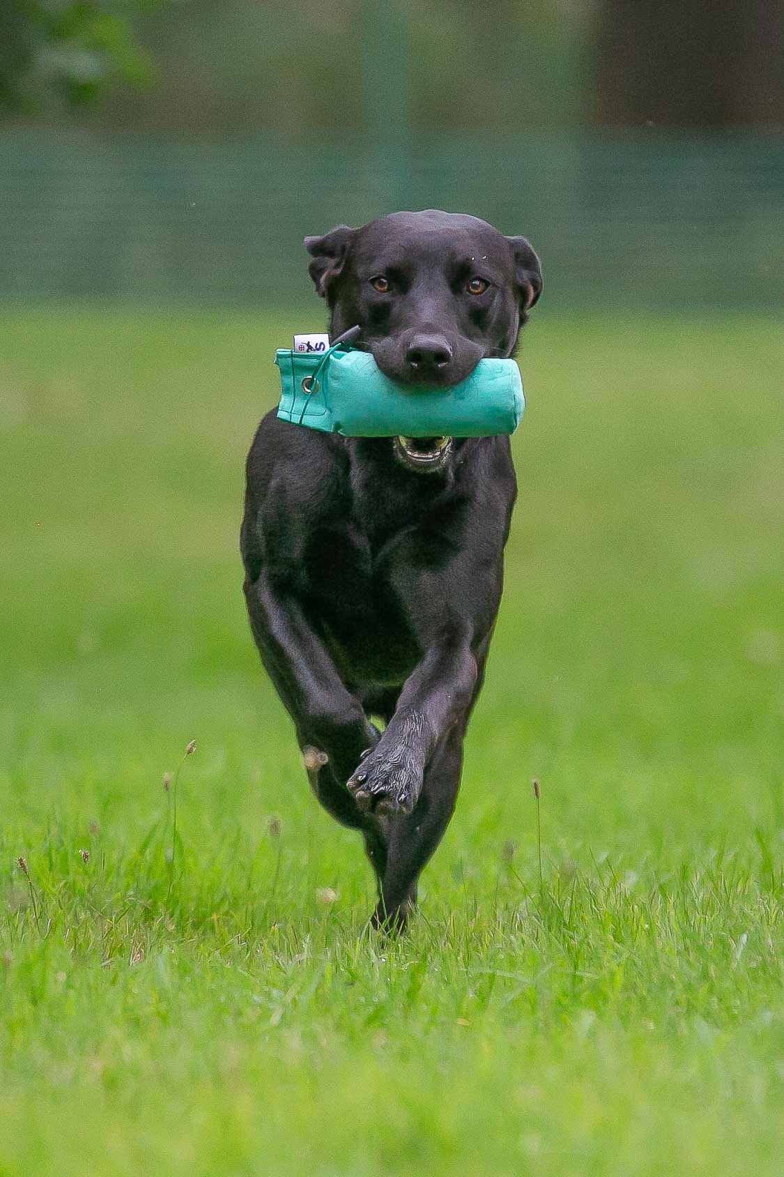 Dog running with a training toy.