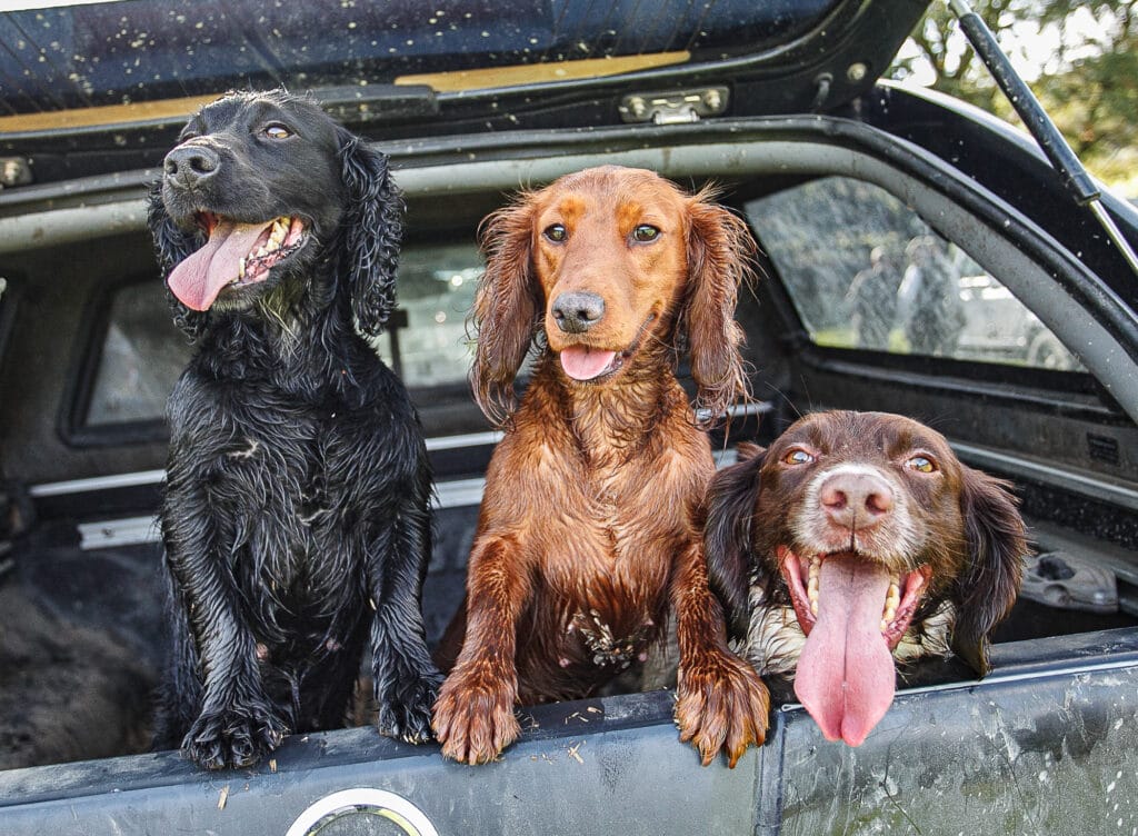 Three dogs panting, looking out of a truck window.